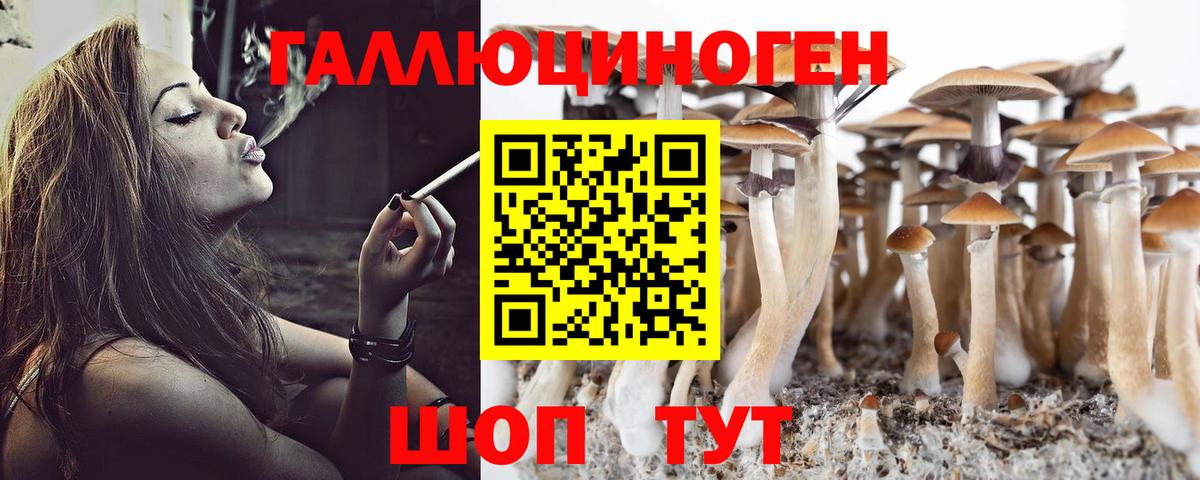 Псилоцибиновые грибы Cubensis Торжок